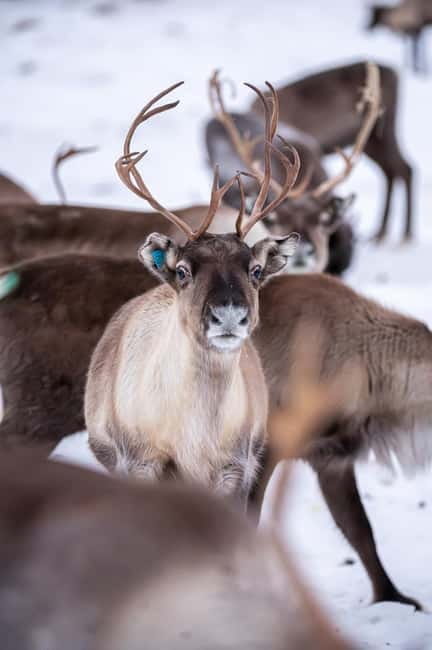 Svolvær: Sami Culture and Reindeer Experience - Who Is This Tour Best For?