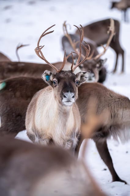 Svolvær: Sami Culture and Reindeer Experience - Price and Value