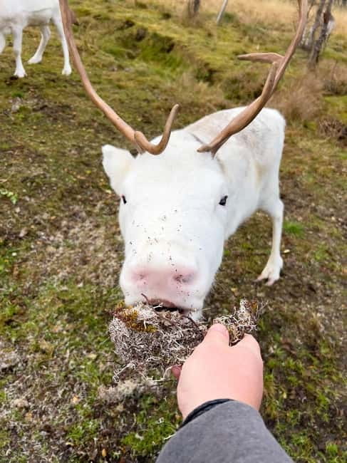 Svolvær: Sami Culture and Reindeer Experience - Final Thoughts