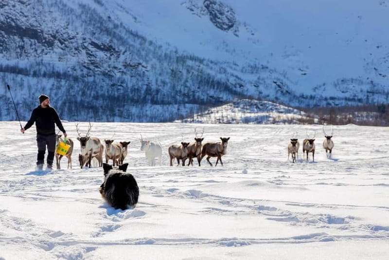 Svolvær: Sami Culture and Reindeer Experience - FAQ