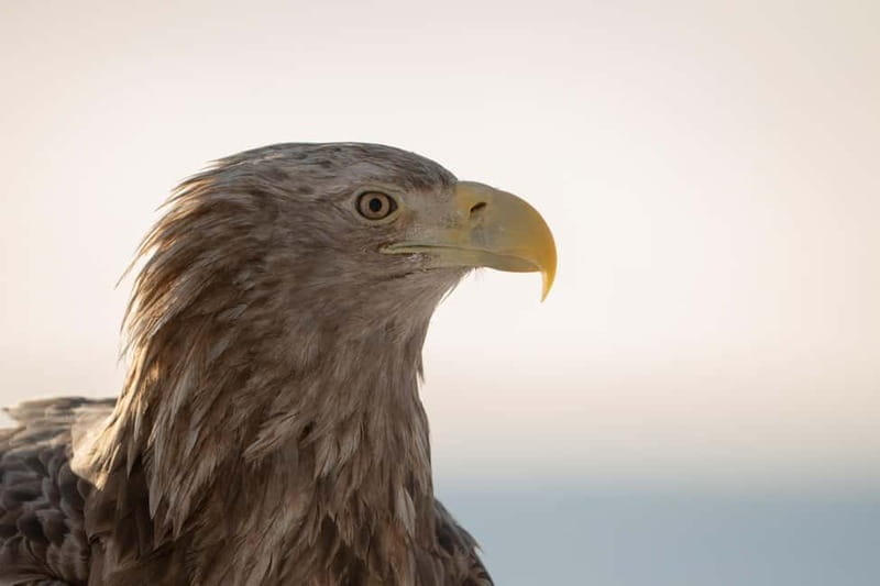 Svolvær: White-Tailed Eagle Safari with professional RIB - Svolvær: White-Tailed Eagle Safari with Professional RIB—A Close-Up Arctic Adventure