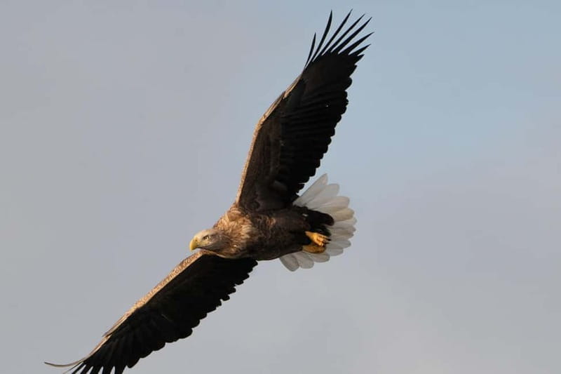 Svolvær: White-Tailed Eagle Safari with professional RIB - Who This Tour Is Best For