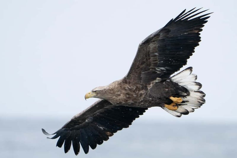 Svolvær: White-Tailed Eagle Safari with professional RIB - Final thoughts