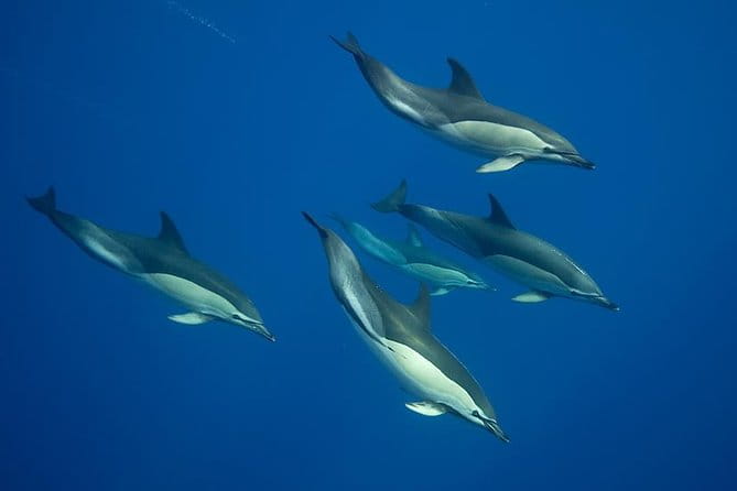 Swim with Dolphins in the Azores - Key Points