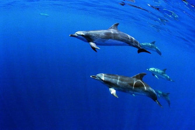 Swim with Dolphins in the Azores - Detailed Review of the Dolphin Swim Experience