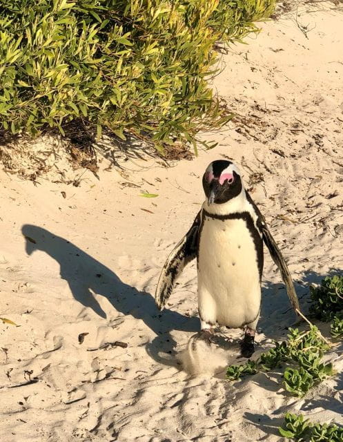 Swim With Penguins at Boulders Beach Penguin Colony - Itinerary Details