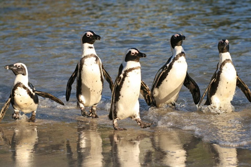 Swim With Penguins at Boulders Beach Penguin Colony - Experience Highlights