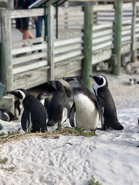 Swim With Penguins at Boulders Beach Penguin Colony - Customer Feedback