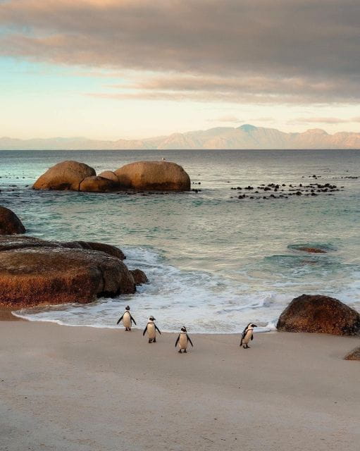 Swim With Penguins at Boulders Beach Penguin Colony - Duration and Pricing