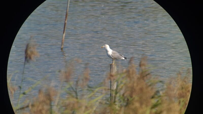 Switzerland: Private nature safari with local guide. Discover the Alps, lakes, and more. - Price and Logistics: What to Expect