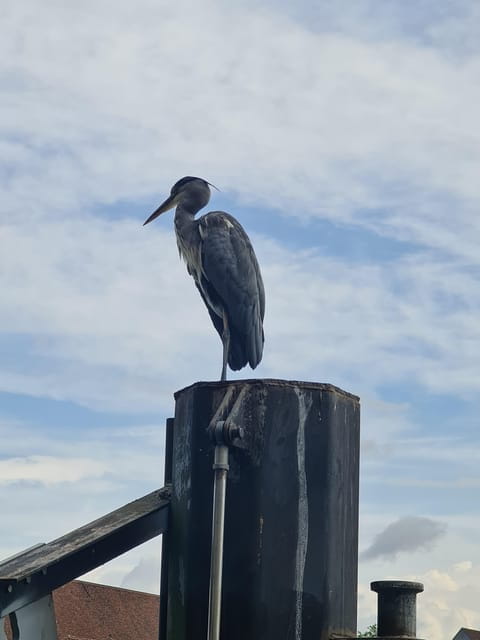 Switzerland: Private nature safari with local guide. Discover the Alps, lakes, and more. - FAQ