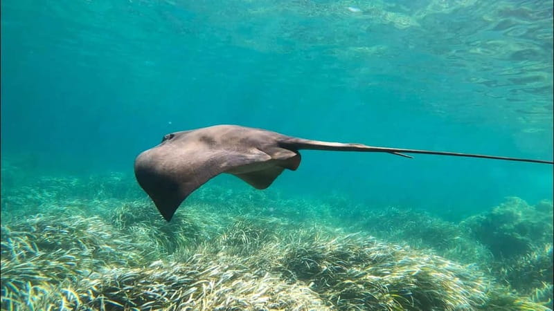 Tabarca Island: Guided Snorkel Excursion - Price, Logistics, and Practical Tips