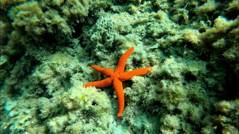 Tabarca Island: Guided Snorkel Excursion - Who Will Love This Experience?