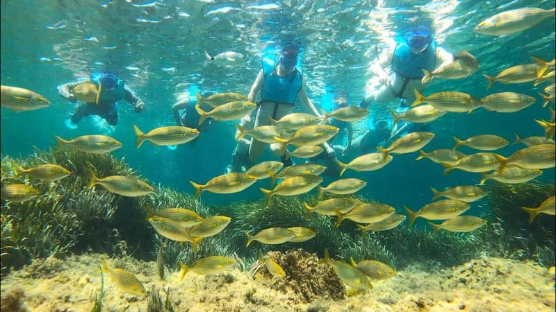 Tabarca Island: Guided Snorkel Excursion - The Sum Up: The Practical Choice for Marine Life Fans