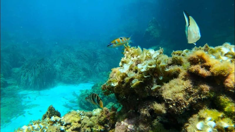 Tabarca Island: Guided Snorkel Excursion - FAQ: Your Practical Questions Answered