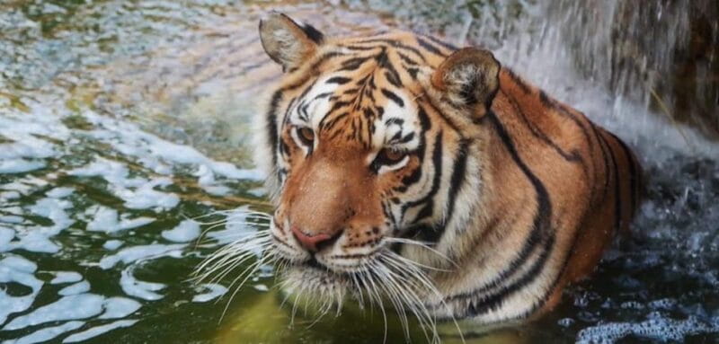 Tabernas: MiniHollywood Oasys Entry Ticket & Optional Buffet - FAQ – Practical Questions About Visiting Oasys MiniHollywood