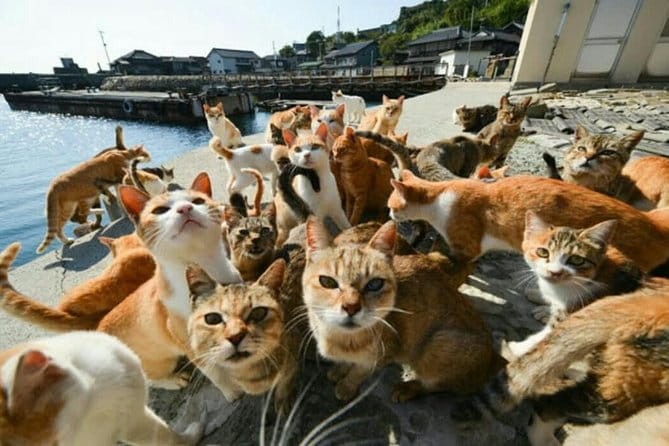 Takamatsu Half-Day Private Tour With Government-Licensed Guide - Accessibility and Participation