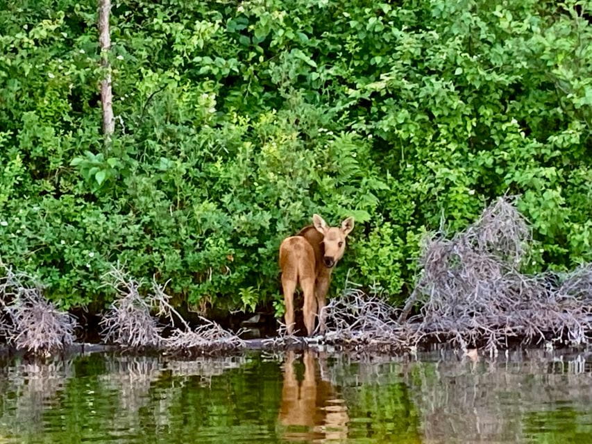 Talkeetna Lakes Park: Sit-On-Top Kayak Tour - Pickup and Drop-off Locations