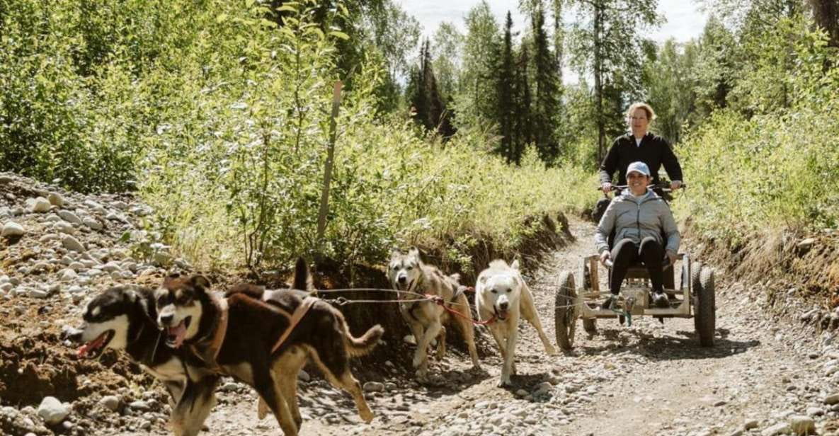 Talkeetna: Mushing Experience With Iditarod Champion Dogs - Dryland Mushing on Custom Rigs