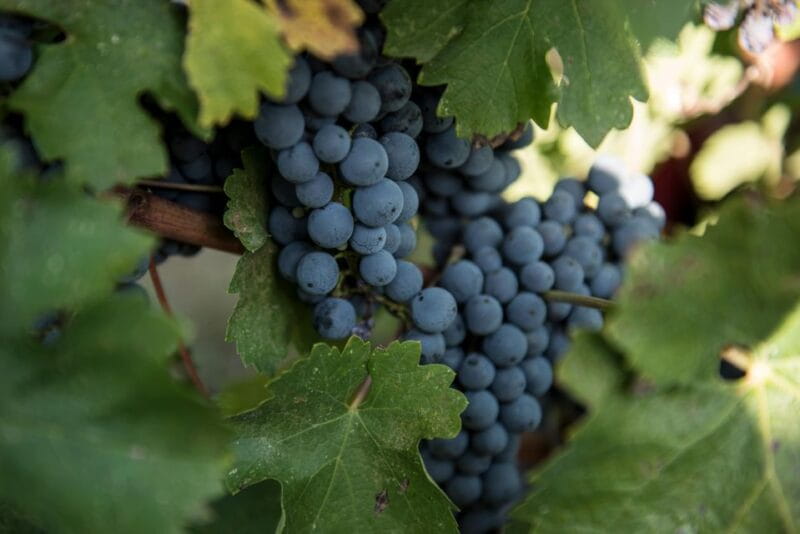 Tamburini Wine Tour and Tasting - Key points / Takeaways