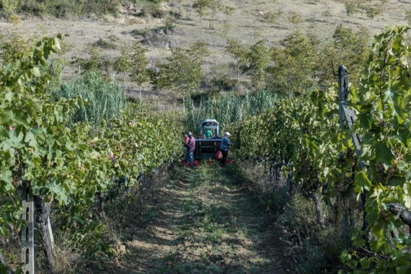 Tamburini Wine Tour and Tasting - The Wines: Quality and Character in Every Glass