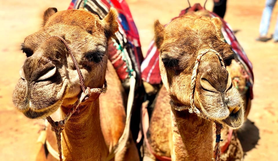 Tangier Private Day Trip From Tarifa (Add-On: Ferry Tickets) - Things To Know