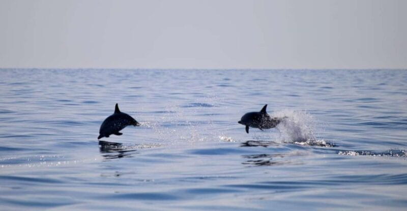 Taormina Coast Tour and Searching Dolphins - Possible Drawbacks and Considerations