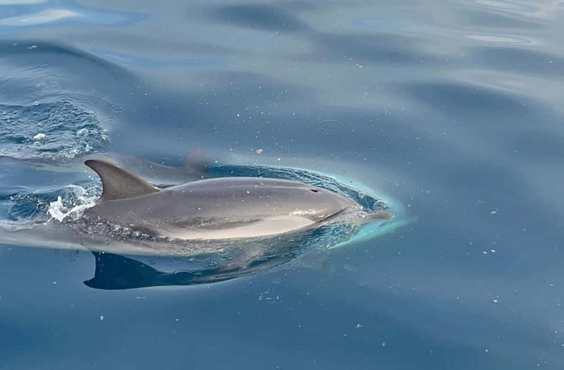 Taormina:Sunset Boat Tour with Aperitif and Dolphin Watching - Discovering the Magic of Taormina’s Coastline
