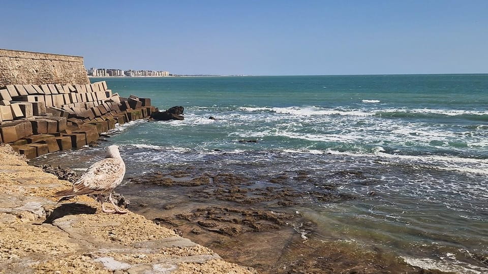 Tapas Tour in Cádiz - What to Expect