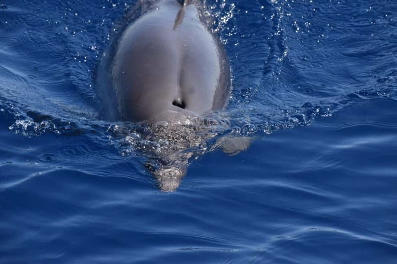 Taranto: Private Boat Trip with Swimming, Dolphin Watching - What’s Included and What You Should Budget For