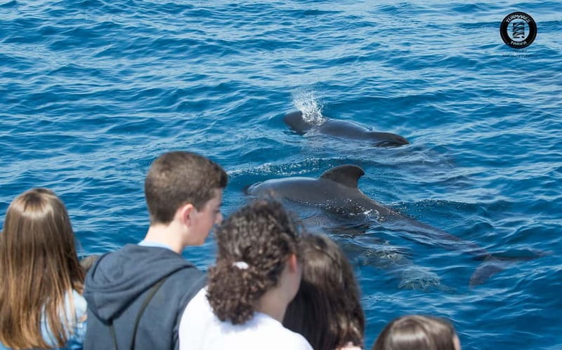 Tarifa: Orca, Whale and Dolphin Watching Boat Experience - Final Thoughts: Is This Tour Worth It?
