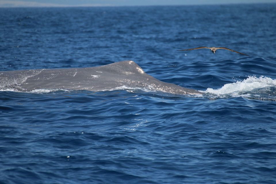 Tarifa: Whale & Dolphin Watching in the Strait of Gibraltar - Wildlife Species to Spot