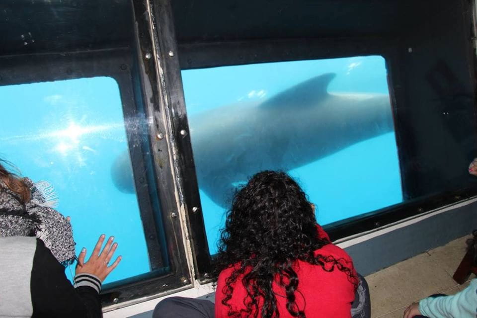 Tarifa: Whale & Dolphin Watching in the Strait of Gibraltar - Tour Inclusions and Requirements