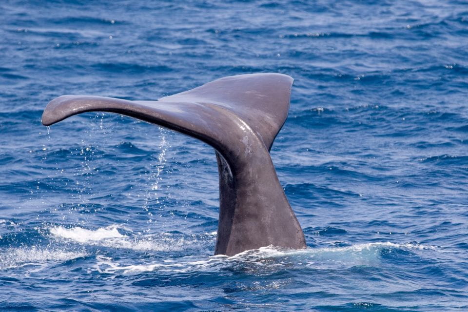 Tarifa: Whale & Dolphin Watching in the Strait of Gibraltar - Customer Ratings and Feedback