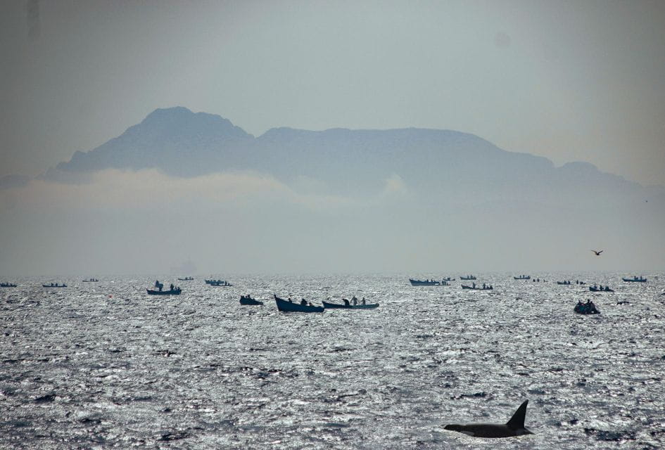Tarifa: Whale & Dolphin Watching in the Strait of Gibraltar - Accessibility Features