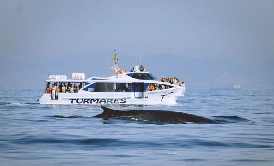Tarifa: Whale & Dolphin Watching in the Strait of Gibraltar - Things To Know
