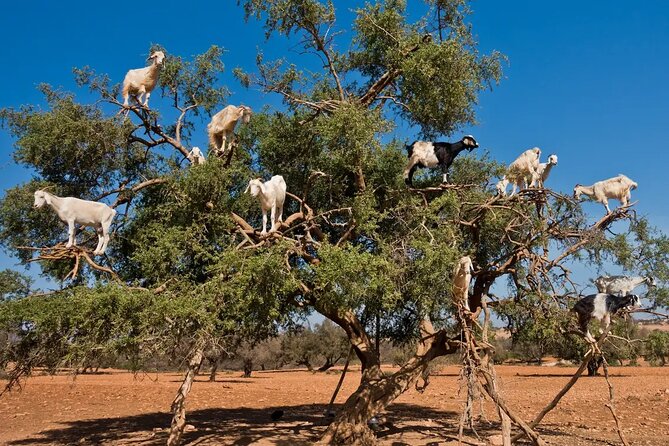 Taroudant Half Day Excursion From Agadir - Booking Confirmation