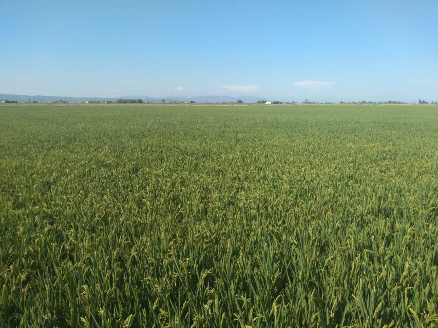 Tarragona: Southern Delta Birdwatching Private Tour - Things To Know