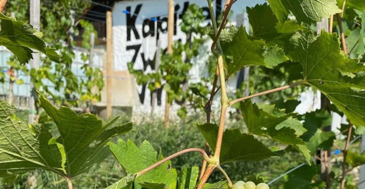 Taste and Tour Small Organic Wineries With a Winemaker - Itinerary Highlights