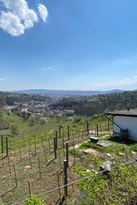 Taste and Tour Small Organic Wineries With a Winemaker - Unique Winery Experiences