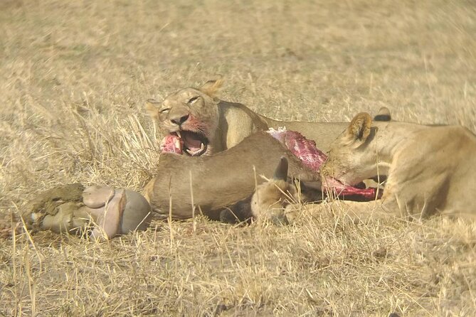 Taste of Tanzania: 3 Day Safari Tour - Accessibility Features