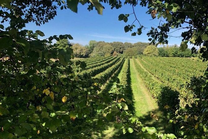 Tasting 6 Wines Exclusive to Azienda Giovanna Tantini - Winerys Philosophy and Approach