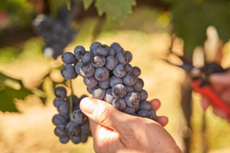 Tasting and Tour Vino Nobile di Montepulciano - Tasting and Tour Vino Nobile di Montepulciano: A Deep Dive into Tuscany’s Wine Heritage