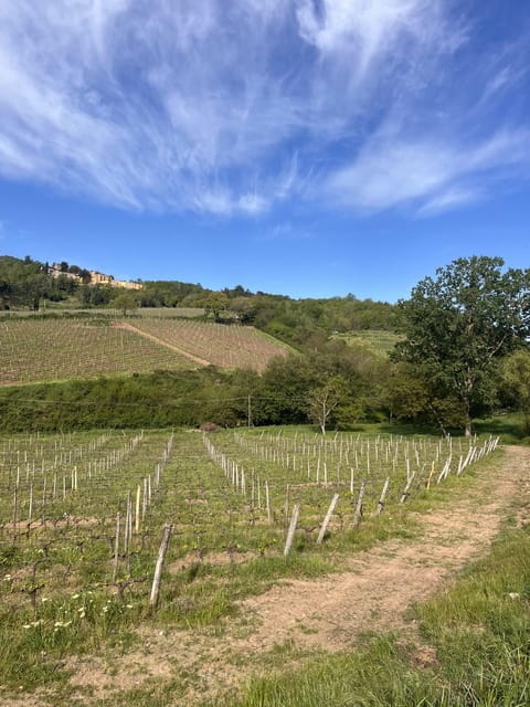 Tasting in a Tuscan Vineyard with transfer from Pisa - Walking Through the Vineyard & Cellar