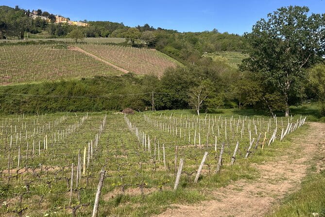 Tasting in a Tuscan Vineyard with transfer from Pisa - Final Thoughts