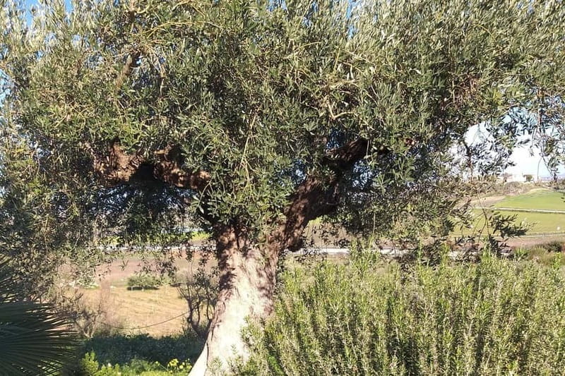 Tasting of EVO Wines and Oil in the countryside of Agrigento - A Taste of Sicily: EVO Wines and Oil in Agrigento’s Countryside