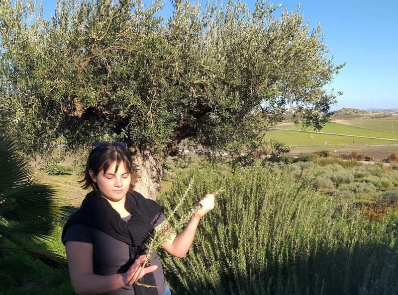 Tasting of EVO Wines and Oil in the countryside of Agrigento - Key points / Takeaways
