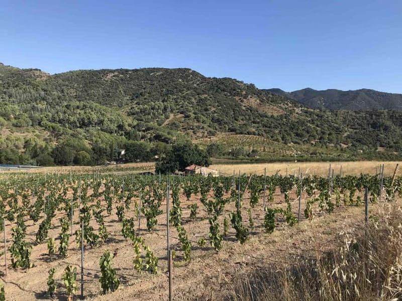 tasting wines in the vineyards with hotel pickup hotel - Final Thoughts: A Genuine Taste of Catalonia