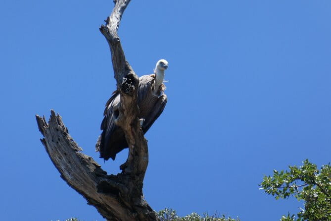 Taxi boat Kormat - An intro to the Taxi boat Kormat experience on Krk Island