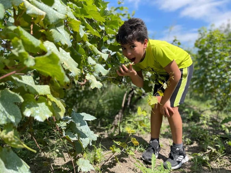 Tbilisi: Kakheti Private Wine Tour with Family Lunch - Transportation, Timing, and Who Will Love This